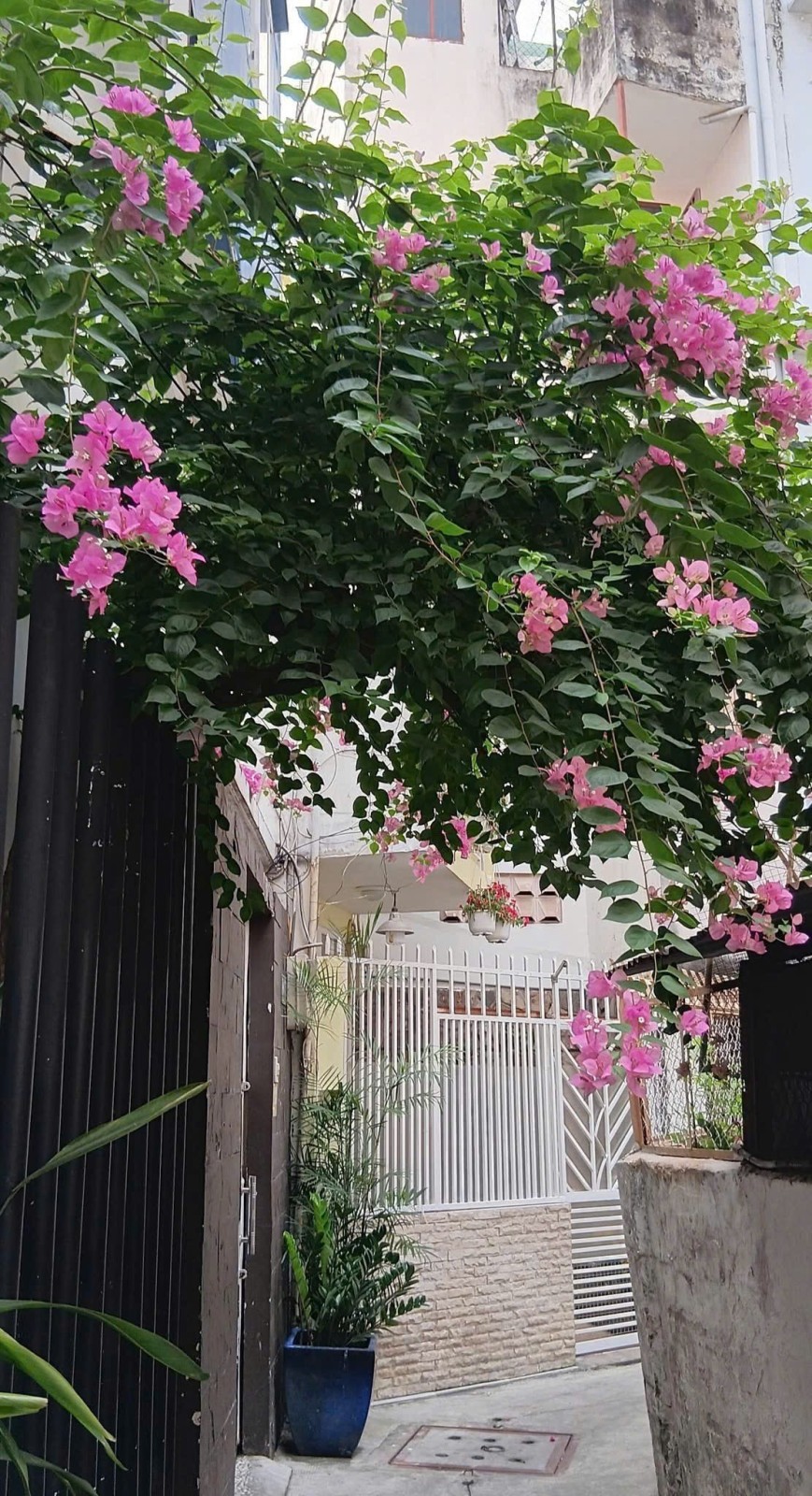 Bán nhà hẻm 80 Trần Quang Diệu, Quận 3 - ảnh 8